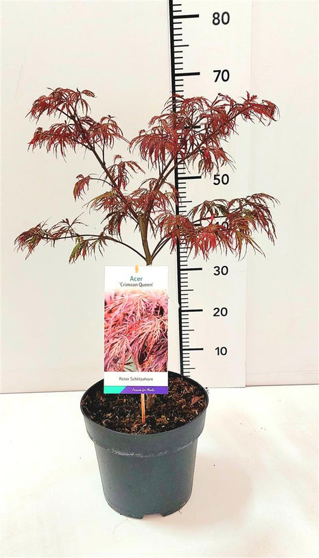 Acer pal. 'Crimson Queen'