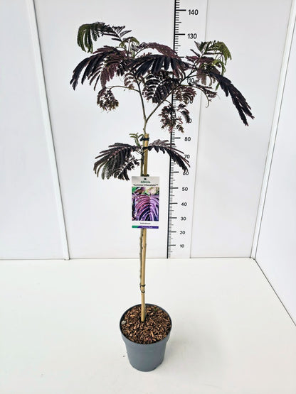 Albizia jul. &