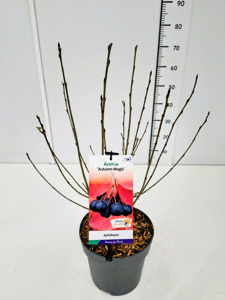 Aronia melanocarpa &