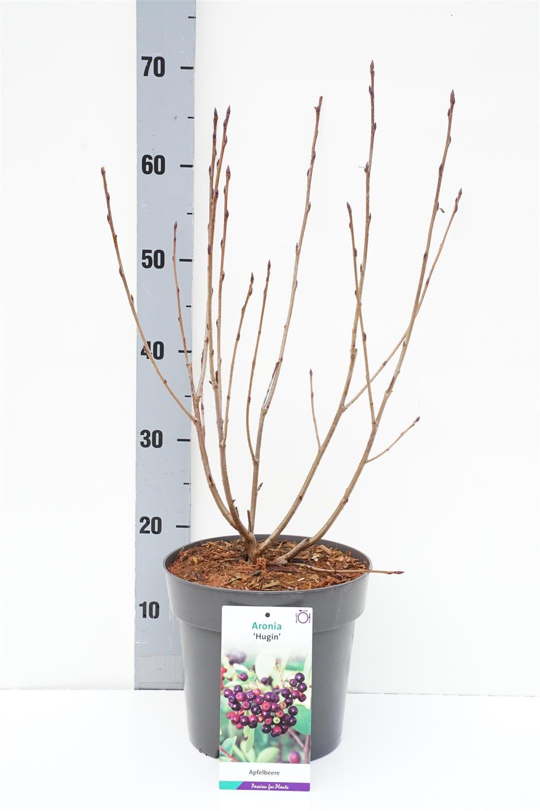 Aronia melanocarpa &