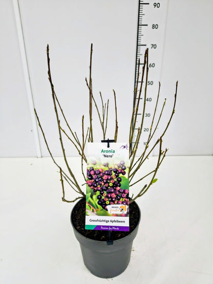 Aronia prun. &