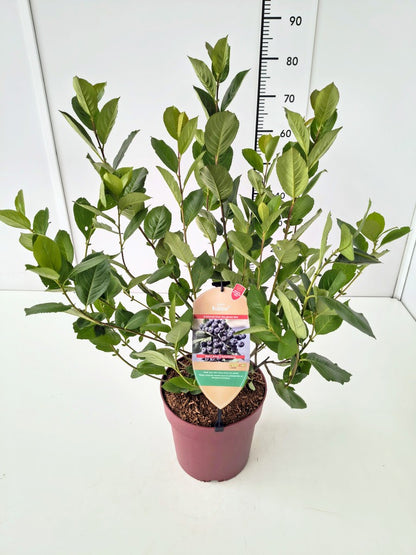 Aronia melanocarpa &