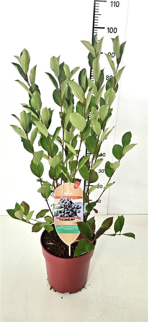 Aronia melanocarpa &