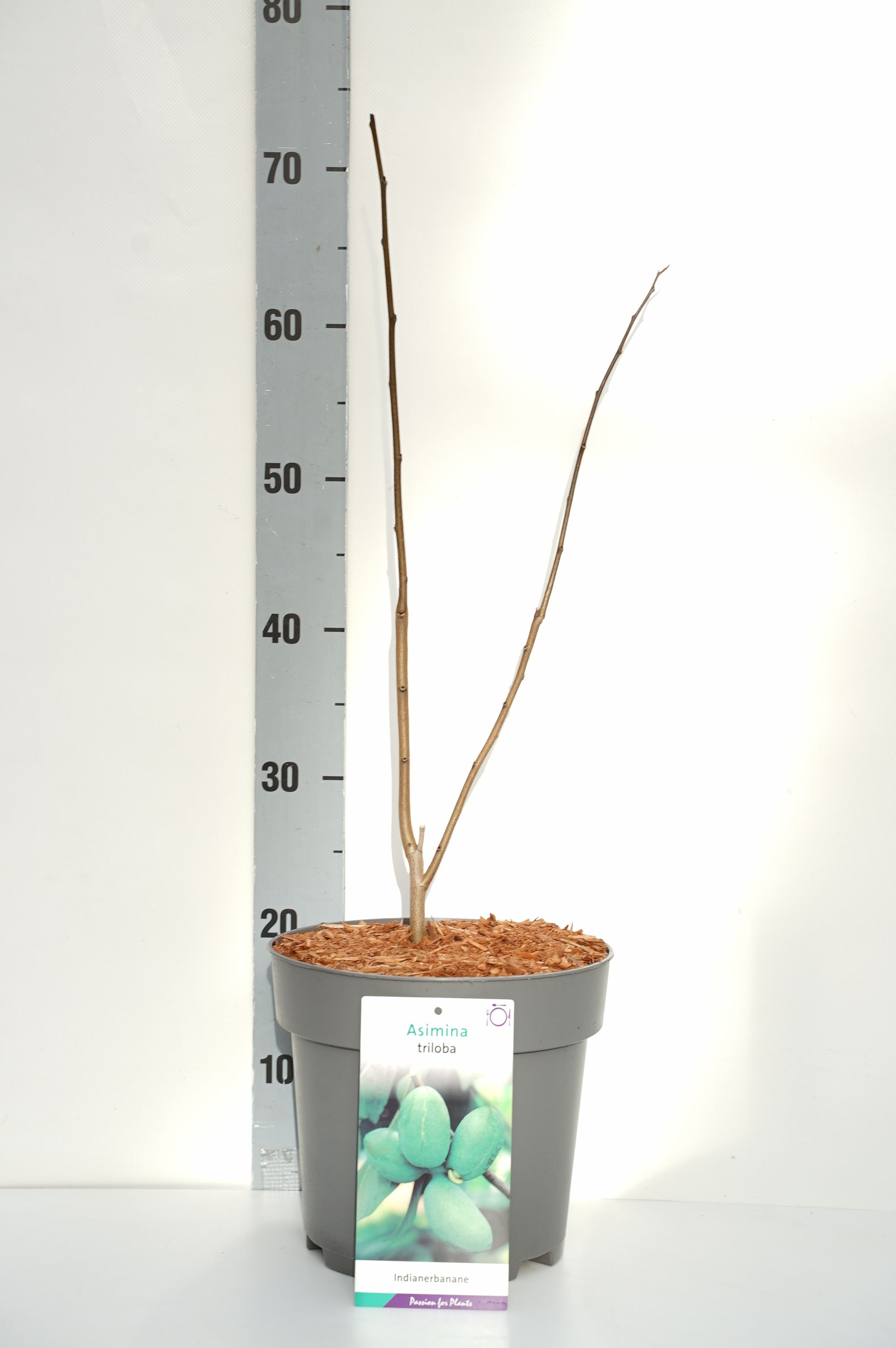 Asimina triloba - C5/P23 50-60 CM