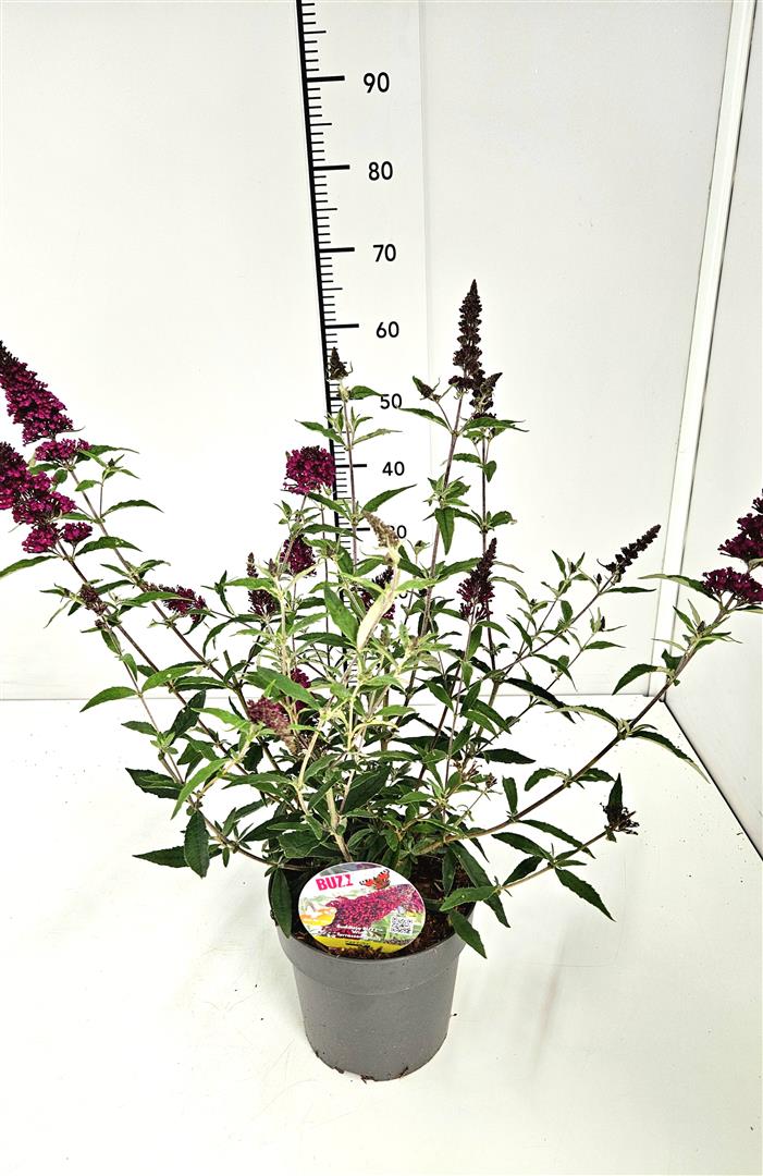 Syrenbuddleja BUZZ TM &