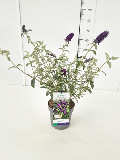 Buddleja d. &