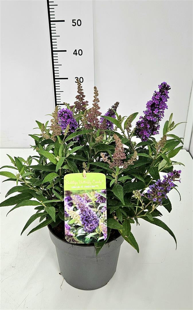 Syrenbuddleja d. &