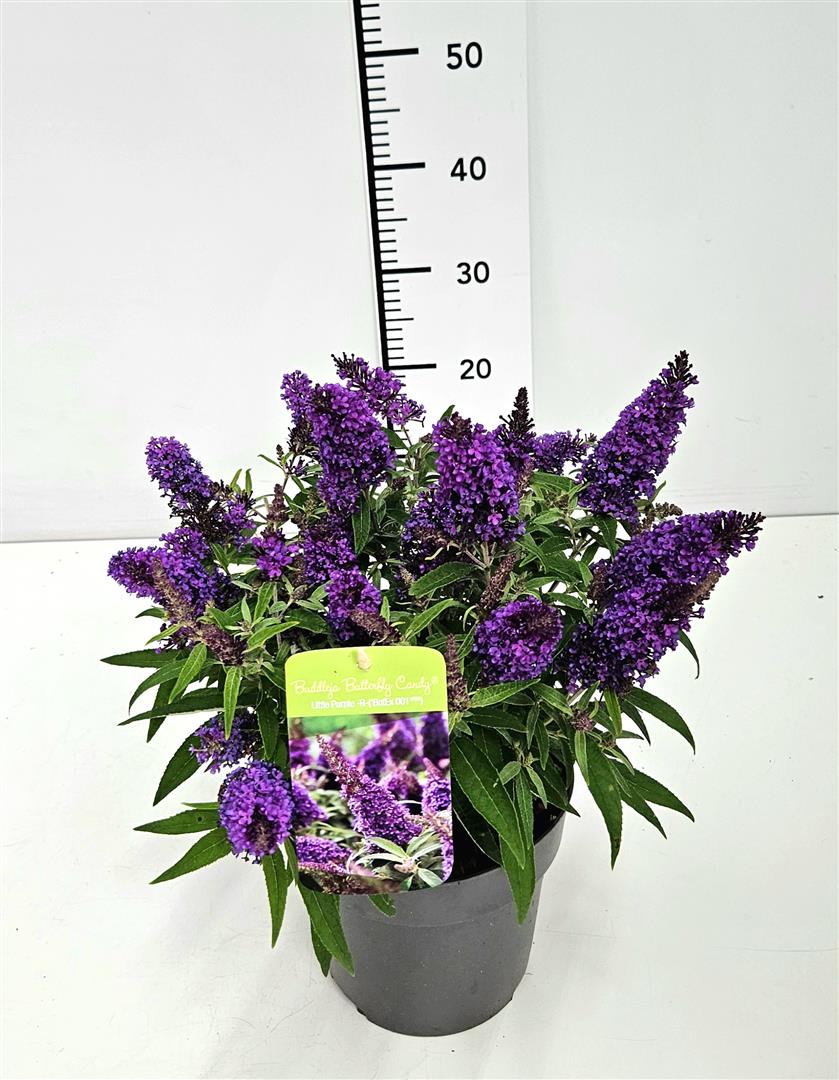 Syrenbuddleja d. &