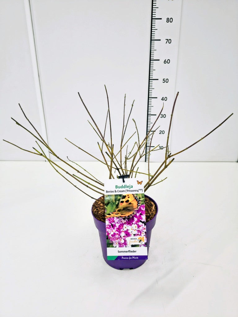 TW-2765677