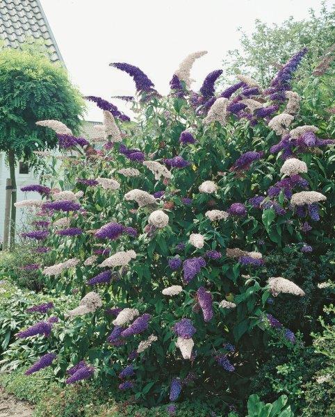 TW-2766191
