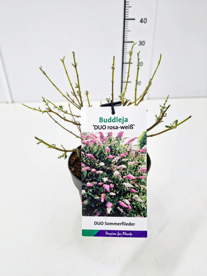 Buddleja davidii &