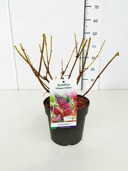 Buddleja d. &