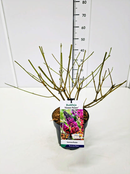 Buddleja d. &