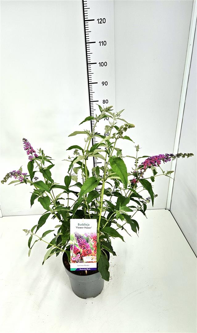 Buddleja davidii &