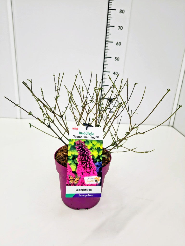 TW-2765679