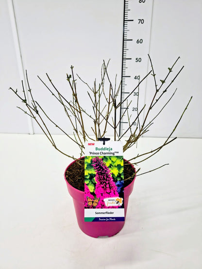 Buddleja d. &