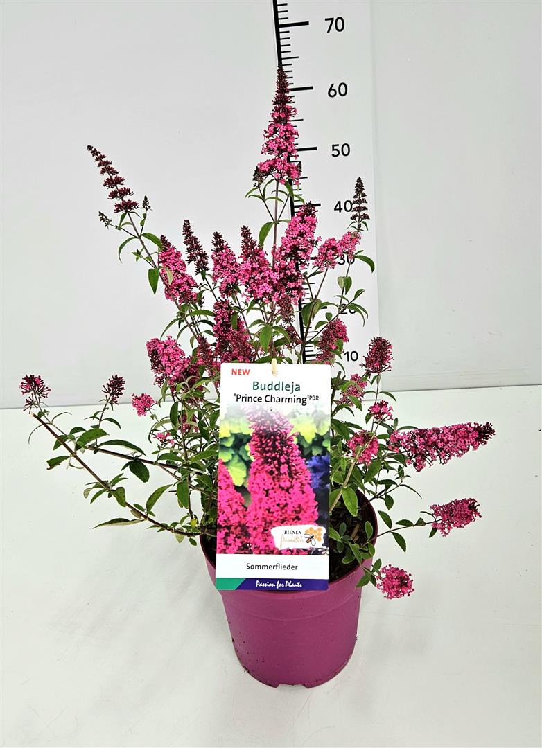 Buddleja d. &
