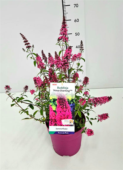 Buddleja d. &