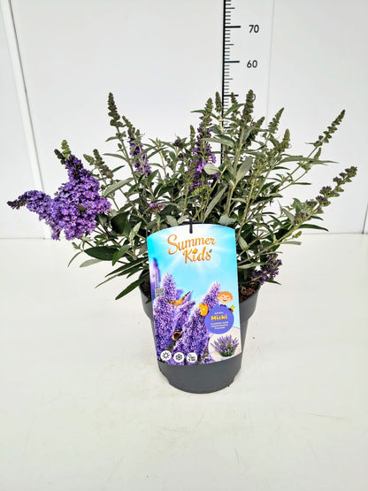 Buddleja d. &