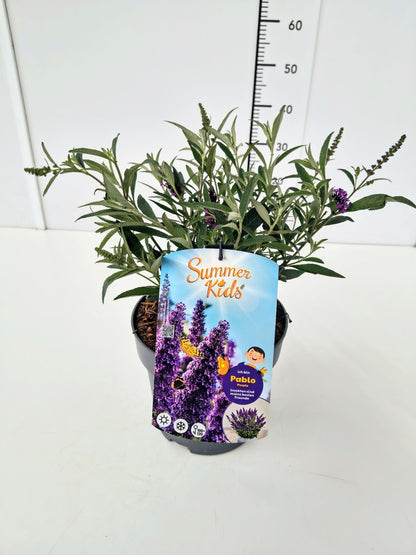 Buddleja d. &