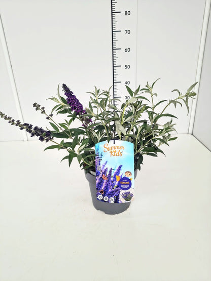 Buddleja d. &