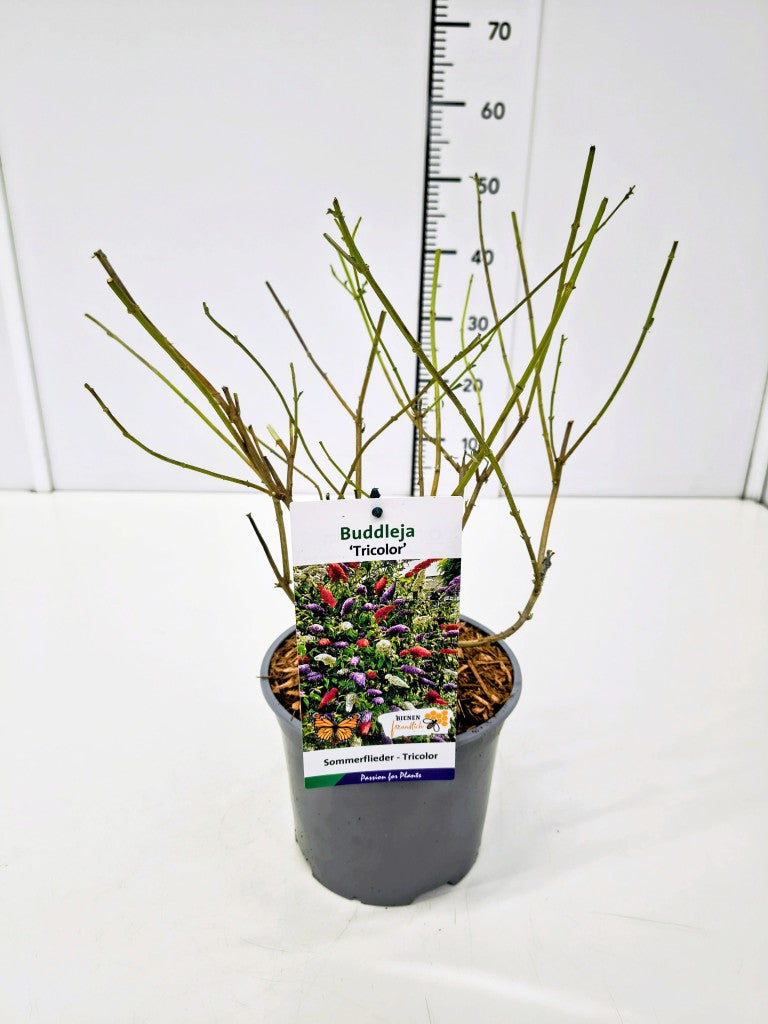 Buddleja d. &
