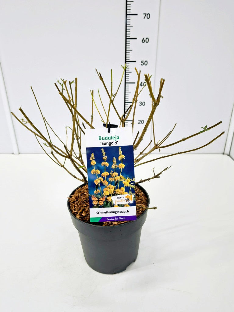 Syrenbuddleja weyeriana &