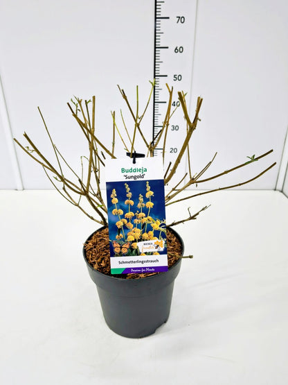 Buddleja weyeriana &