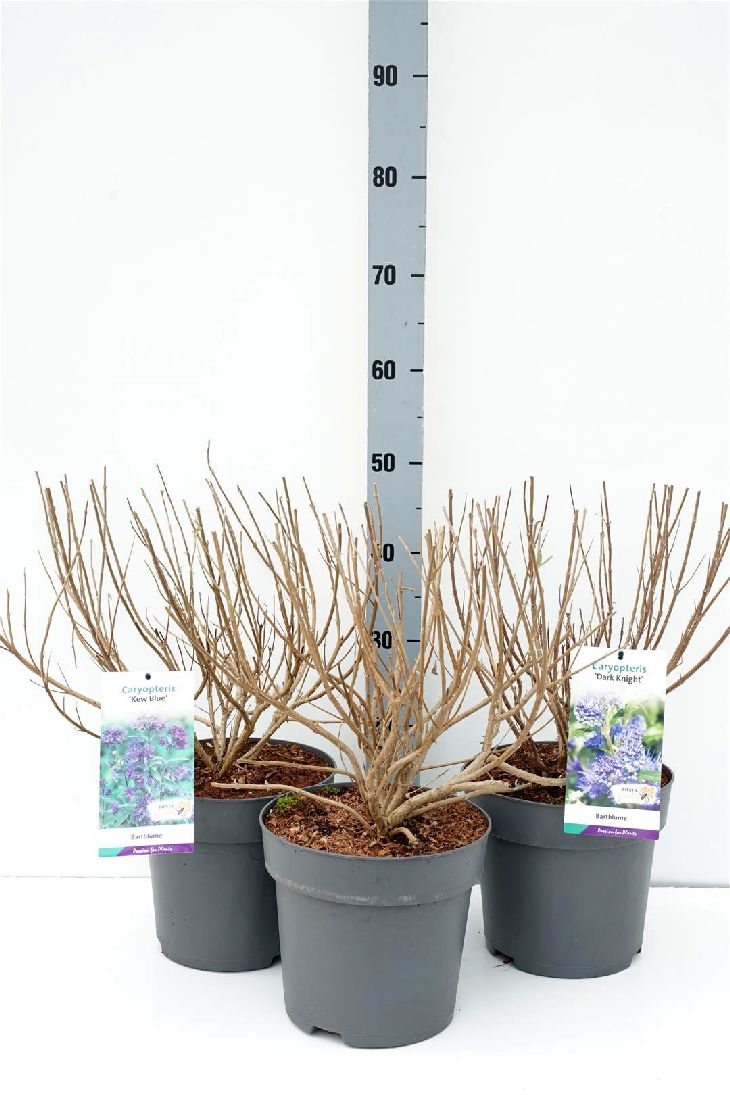 Skäggbuske cl. in cultivars - C5/P23