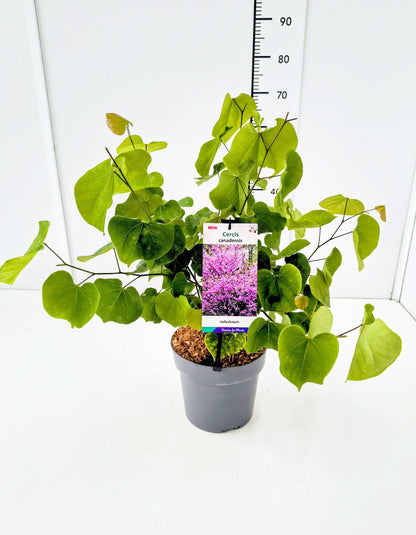 Cercis canadensis C4 (4 liters kruka) 40-60 cm