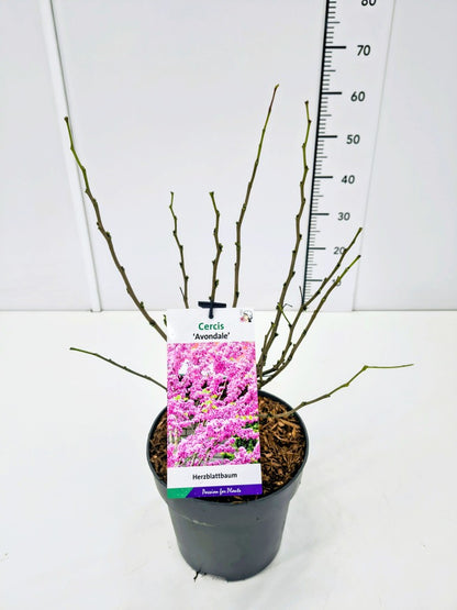 Cercis chin. &