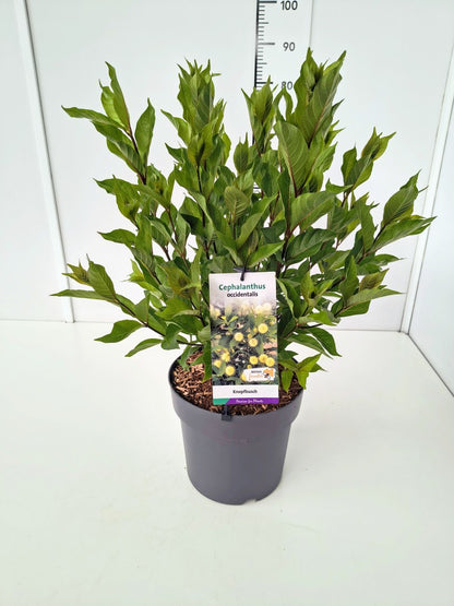 Cephalanthus occidentalis C10 (10 liters kruka) 50-60 cm