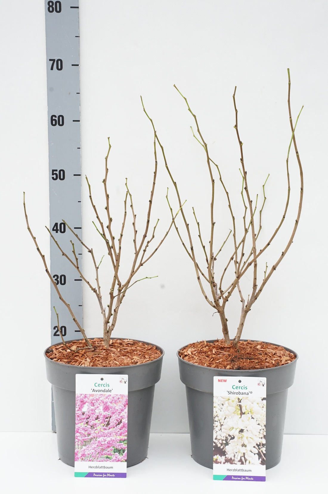 Judasträd in cultivars - C5/P23 60-80 CM