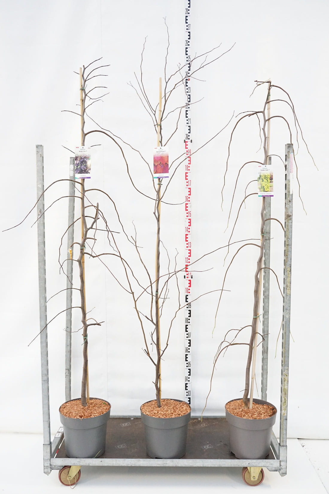 Judasträd in cultivars - C12 175-200 CM