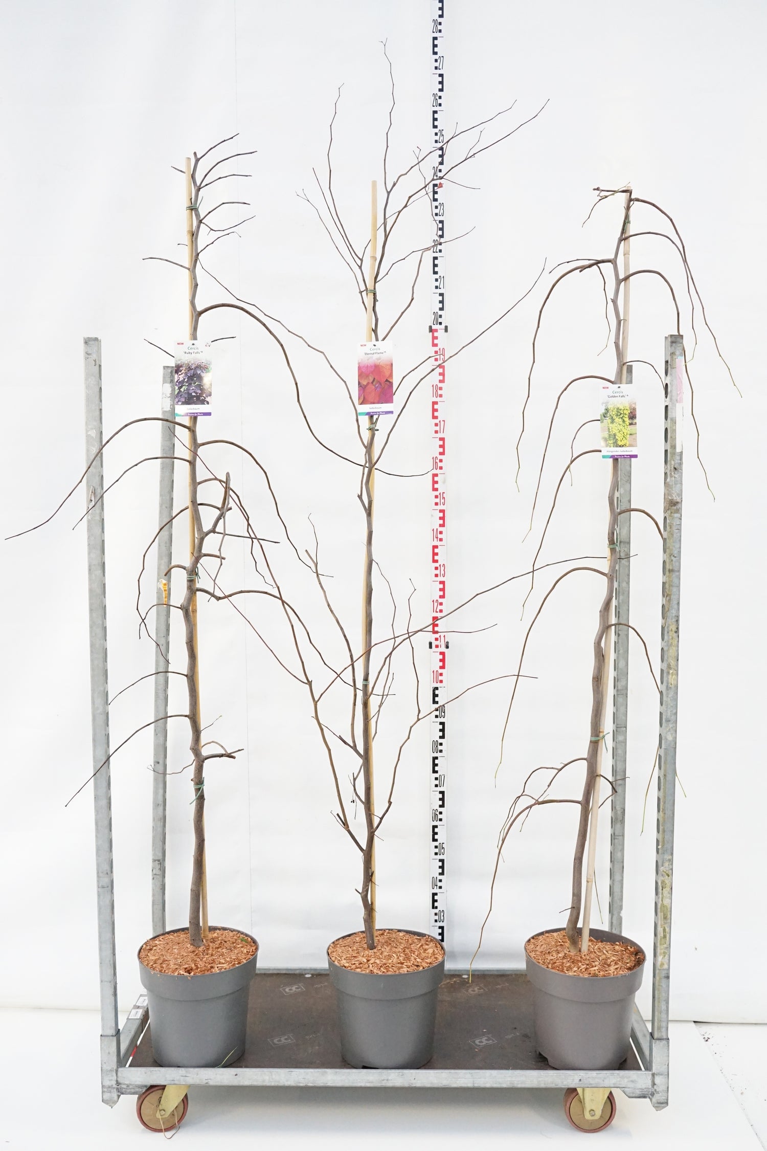 Judasträd in cultivars - C12 175-200 CM