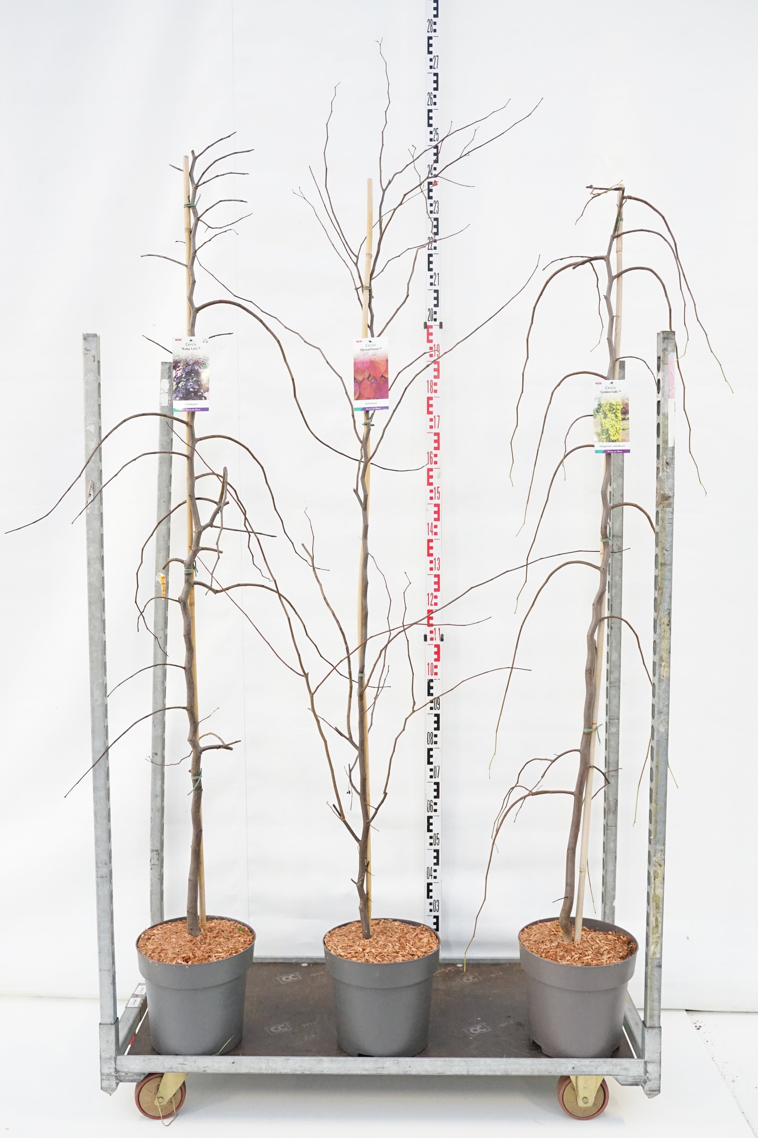 Judasträd in cultivars - C12 175-200 CM