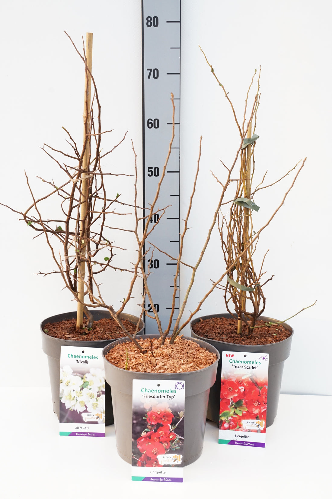 Rosenkvitten in cultivars - C5/P23 50-60 CM
