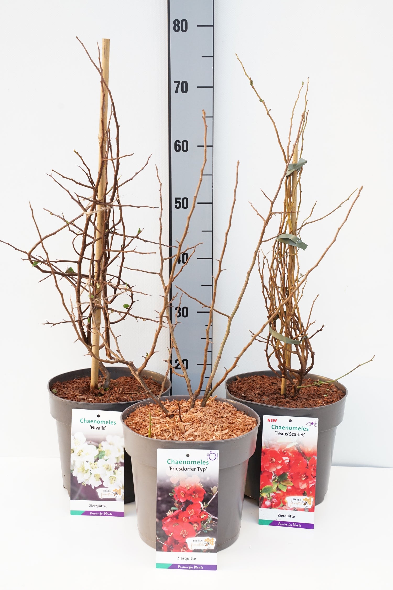 Rosenkvitten in cultivars - C5/P23 50-60 CM