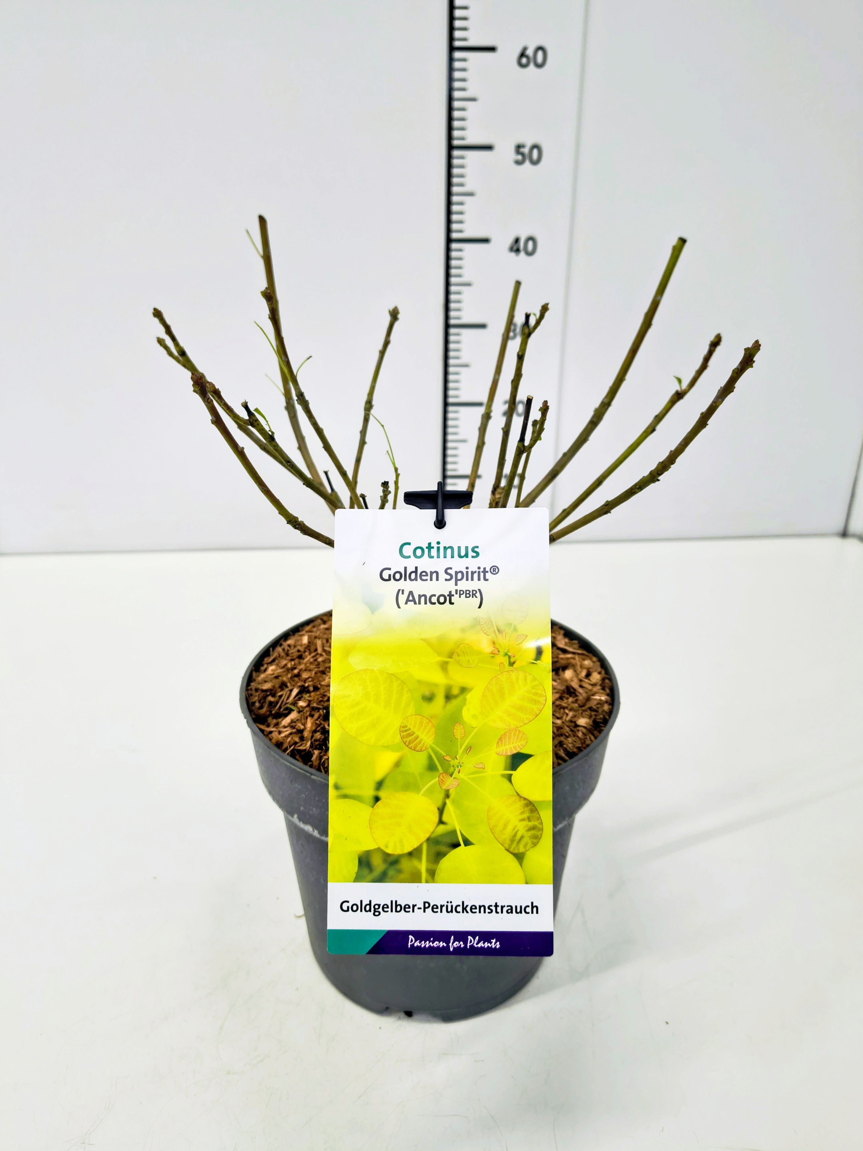 Perukbuske cogg. &