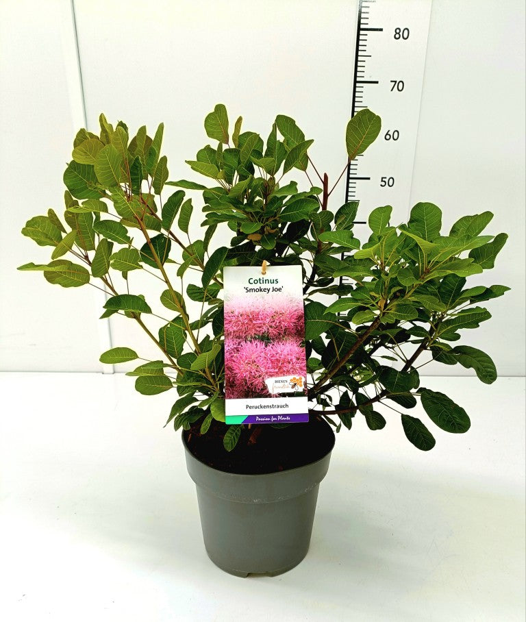 Cotinus coggygria &