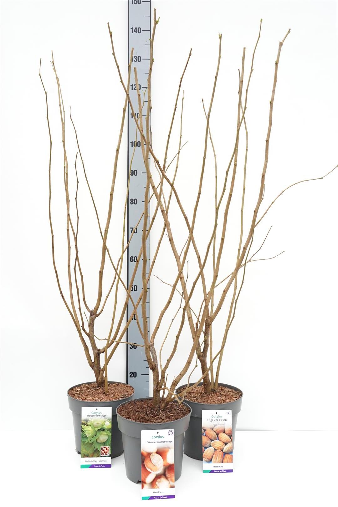 Hassel in cultivars - C5/P23 80-100 CM