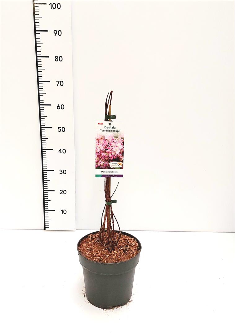 Deutzia hybrida &