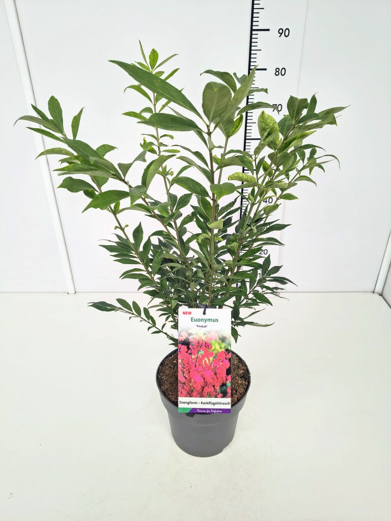 Euonymus alatus &
