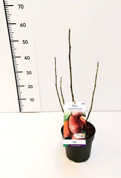 Ficus carica &