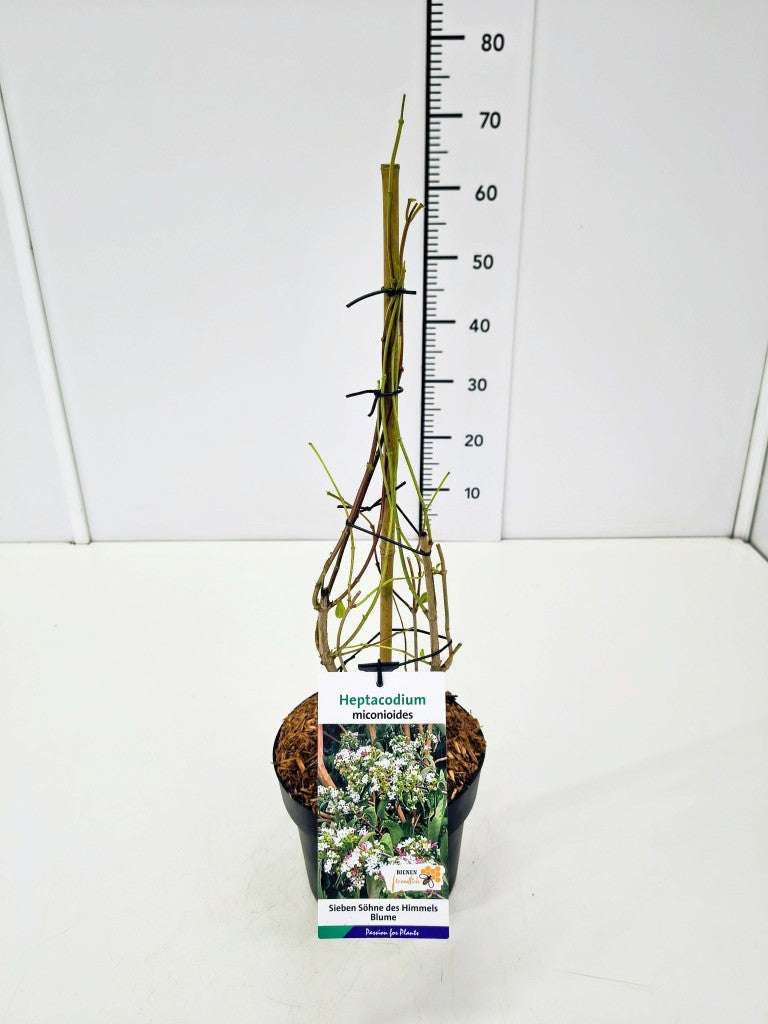 Heptacodium miconioides 12-14 cm C35 (35 liters kruka)