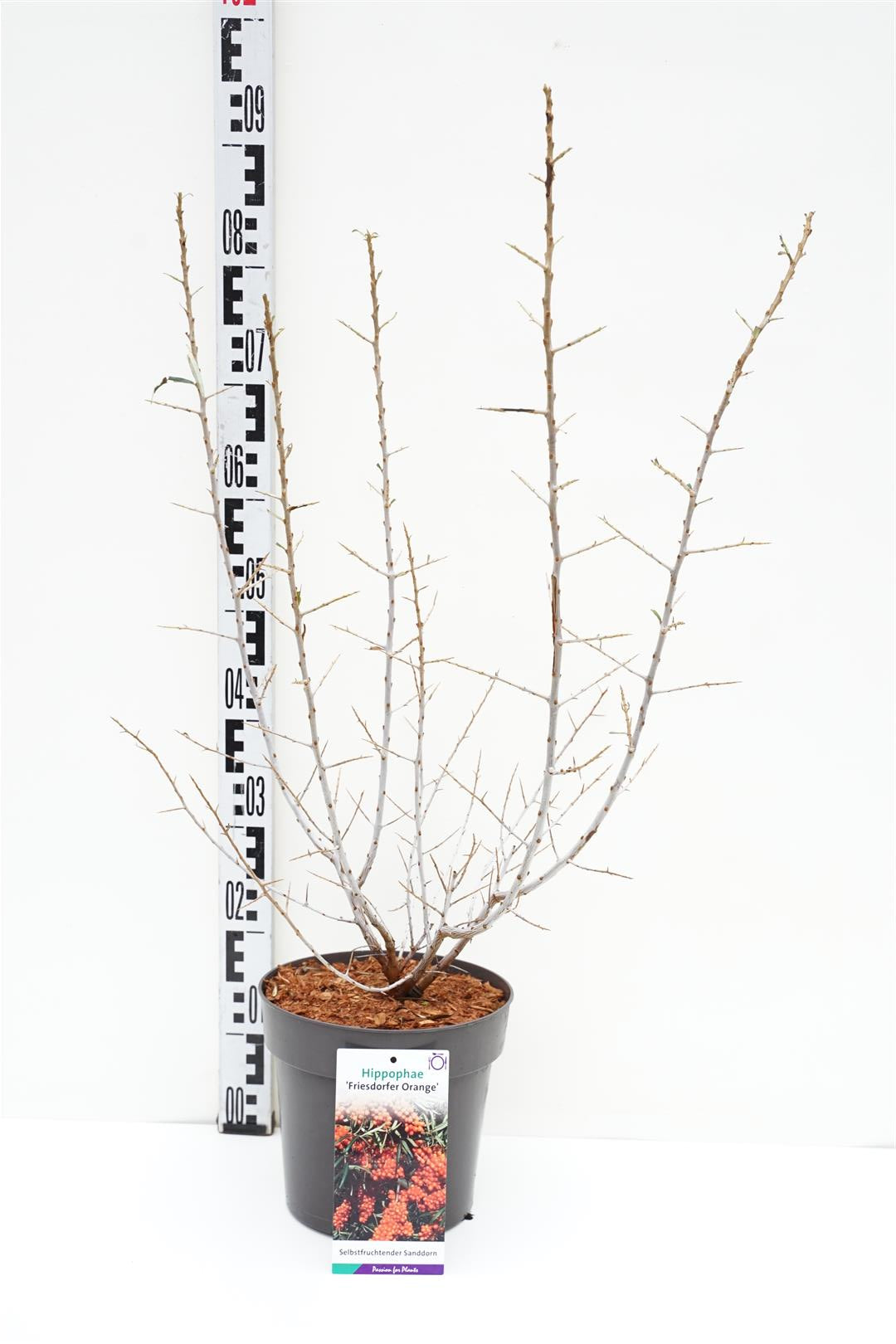 Hippophae rhamn. &