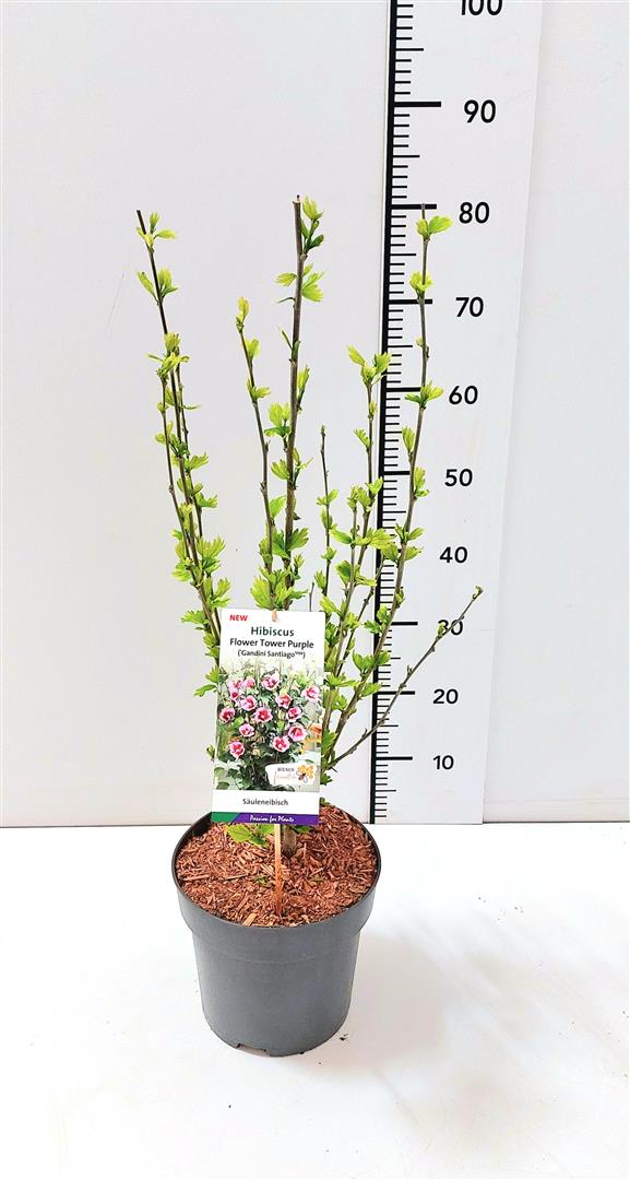Hibiscus syriacus &