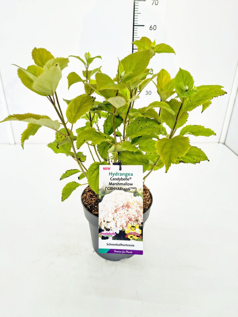 Hydrangea arborescens &