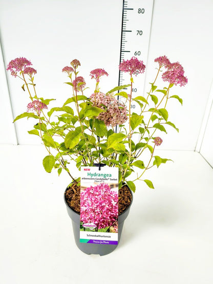 Hydrangea arborescens &
