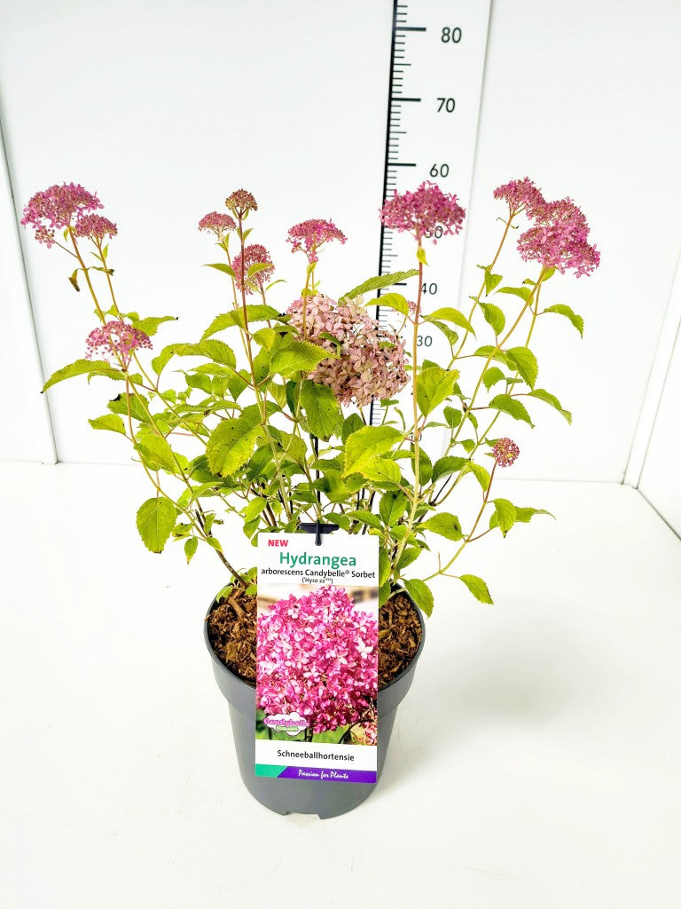 Hydrangea arb. &